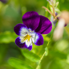 VIOLA DEL PENSIERO