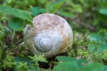 CHIOCCIOLA IN UN PRATO