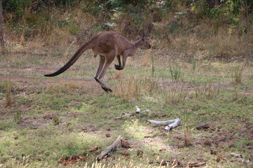 Naklejka na ściany i meble Kangaroos in Western Australia