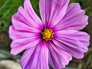 Obraz premium OLYMPUS DIGITAL CAMERA