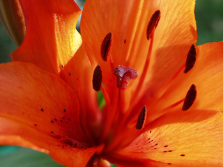 The pistil of an orange lily surrounded by stamens is illuminated by sunlight. Close-up on a green background