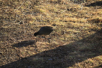 fulica atra or Eurasian coot, common coot in japan