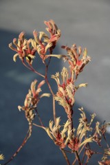 Anigozanthos flowers, Western Australia