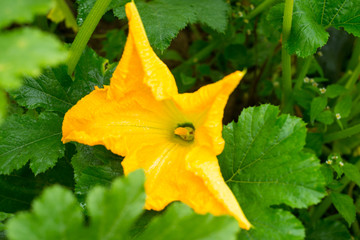 Zucchini yellow flower and green leaves