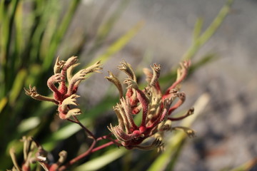 Flower of Kangaroo Paw,  Australia