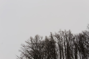Skyline Of Trees In WInter
