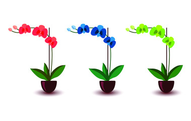 Phalaenopsis orchid pink green blue indoor houseplants. Set of three flowers with buds, green leaves, stem growing in clay pot. Botanical floral flat style vector illustration © Flying Master