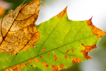 Naklejka na ściany i meble Bunte Blätter im goldenen Herbst mit schön durchscheinendem Herbstlaub zeigen im Gegenlicht die Blattadern und Zellen mit Chlorophyll vor dem Nährstoffentzug als Wintervorbereitung