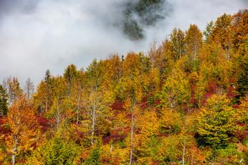 Fototapeta premium yellow and red colors of autumn