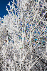 Hoarfrost covering tree twigs against blue sky