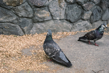 two pigeons looking for food