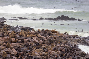 Cape Cross Seal Reserve  seal colony