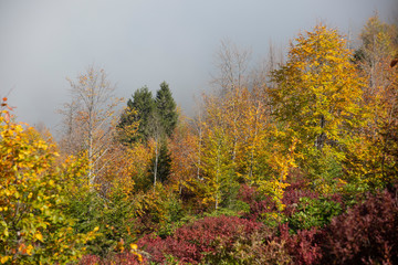 yellow and red  colors of autumn