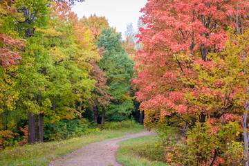 Naklejka premium Autumn park landscape. Golden autumn . Sunny day in the autumn park with yellow trees. Beautiful landscape.