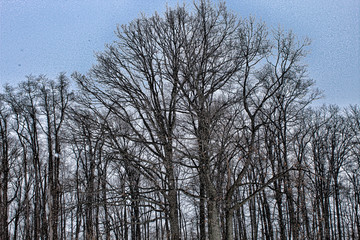 Tree Line In Winter