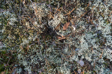 Lichens in the Swedish forest. Lichen texture. Background photo with space for text. Sweden. Scandinavia.