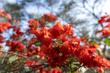 red flowers in the garden
