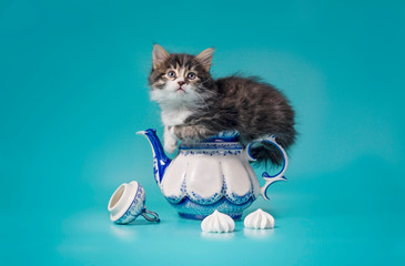 tabby kitten sitting on a painted porcelain teapot next to marshmallows