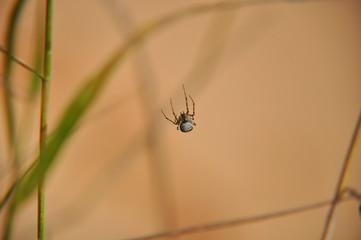 Spider sits on web waiting for production