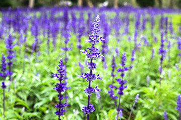 Obraz premium field of lavender flowers