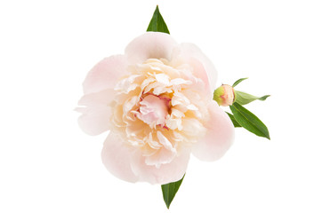 peony flower isolated