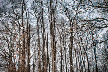 Tree Line In Winter