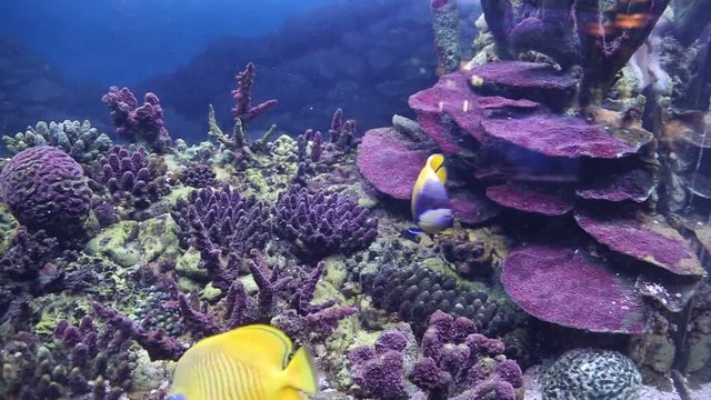 Panorama of the seabed of the aquarium, decorative tropical fish, corals. Marine life, fish.