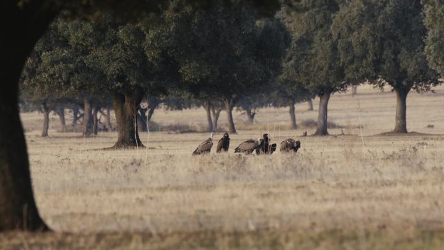 Griffon and black vultures on the pasture floor