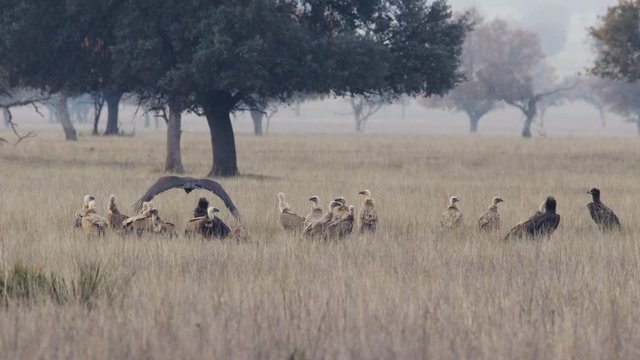 Griffon and black vultures on the pasture floor