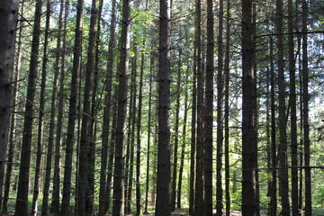 Pine trees standing tall in the forest for natural background