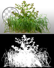 Mix of grass and wild plants isolated on transparent background via an alpha channel of great...