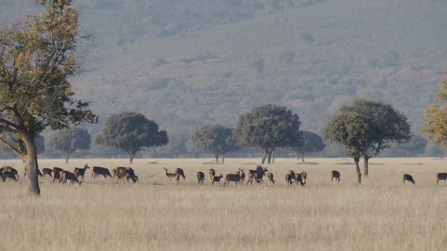 herd of Iberian deer at dawn among mists