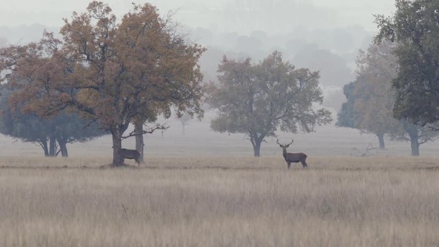herd of Iberian deer at dawn among mists