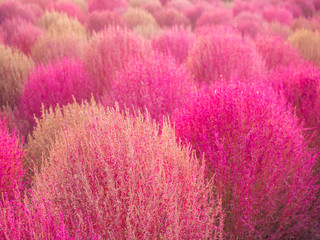Fototapeta na wymiar Pink Muhly and Kochia colorful in autumn at Haneul Park, South Korean