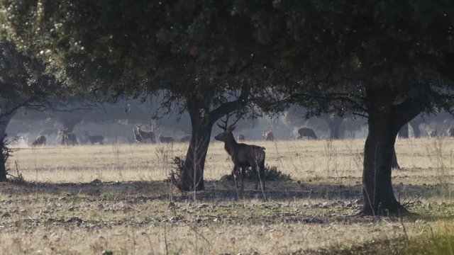 Iberian deer male in pasture