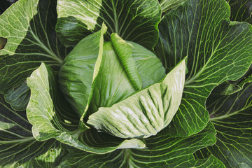 cabbage growing in garden.