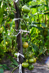 green tomatoes growing in garden