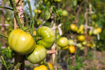 green tomatoes growing in garden
