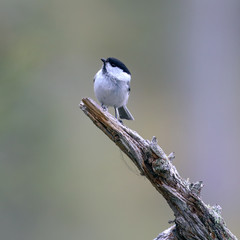 willow tit is small black and white bird