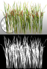 Cattail and reed plant isolated on a transparent background via an alpha channel of great precision. Distaff and bulrush. High quality clipping mask for professional composition. - obrazy, fototapety, plakaty