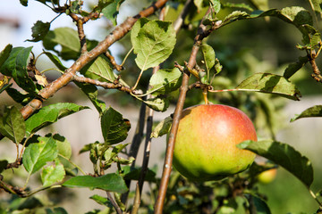 Ripe red-green apples