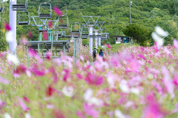 ゲレンデに咲くコスモス