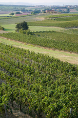 Fototapeta na wymiar vineyards in Tuscany region of Italy