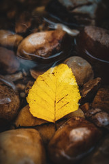 autumn leaves