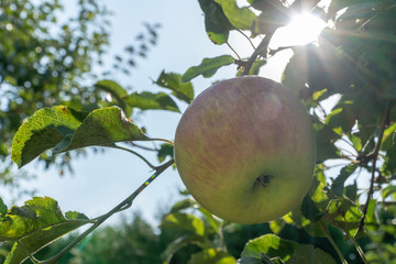 sun beams behind an apple on the tree