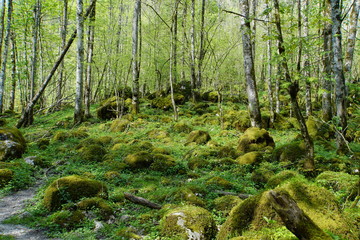 Wald in Bayern