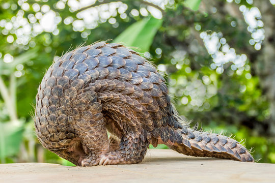 Close-up side view of a Sunda pangolin (Manis javanica) standing on a wall curling up, Indonesia