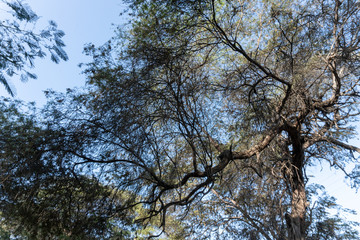 tree and blue sky
