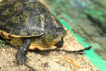 Nahaufnahme einer Schmuckschildkröte, Trachemys scripta scripta