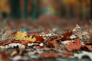 closeup shot of autumn leaves with needles on the ground of wood of deciduous and coniferous trees
